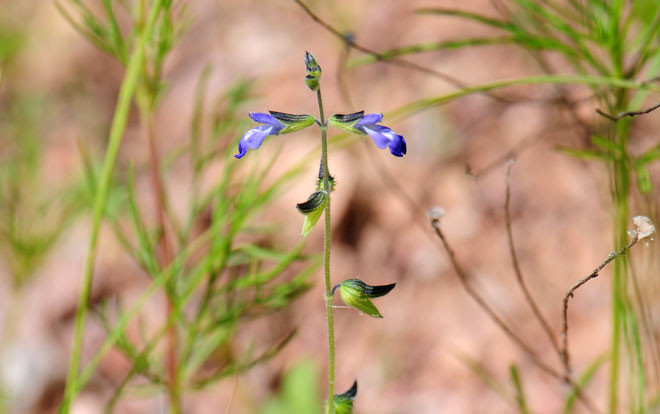 Salvia subincisa, Sawtooth Sage